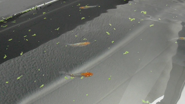 越冬準備を意識した屋外のメダカ容器にミジンコ浮草を浮かべた様子