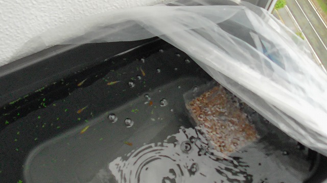 越冬準備を意識した屋外のメダカ容器